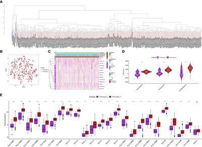 The stratification and prognostic importance of molecular and immune landscapes in clear cell renal cell carcinoma